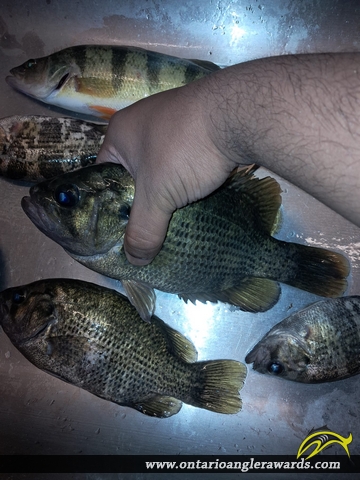 10.00" Rock Bass caught on Detroit River