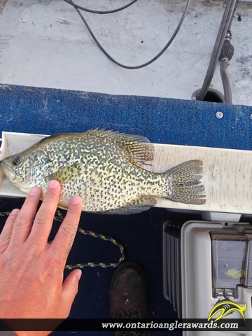 13" Black Crappie caught on Hay Bay