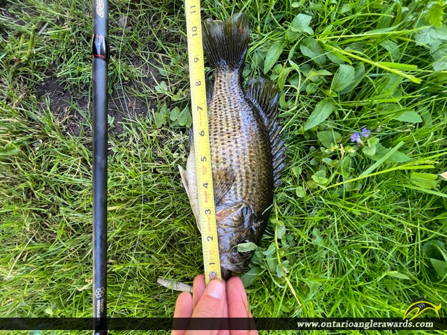 10.5" Rock Bass caught on Lake Simcoe 