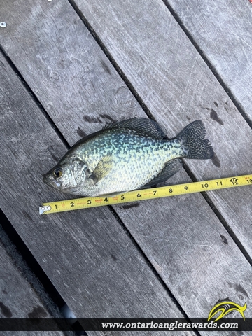 11" Black Crappie caught on Lake Simcoe