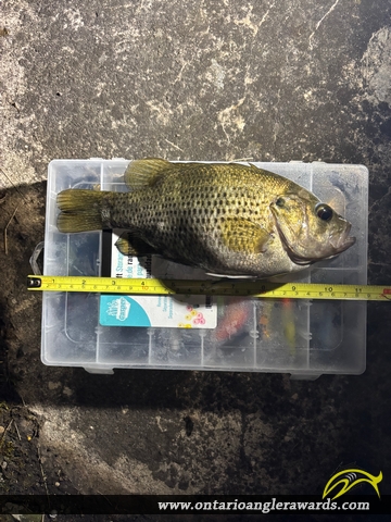 10.8" Rock Bass caught on St. Lawrence River