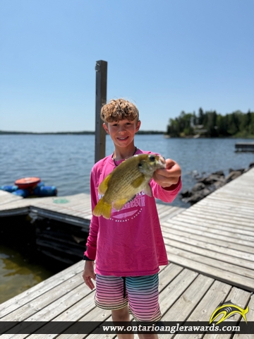 10" Rock Bass caught on Lake of the Woods