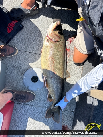 37.25" Lake Trout caught on Lake Ontario