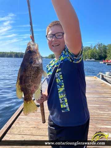 11" Rock Bass caught on Lake of Muskoka 