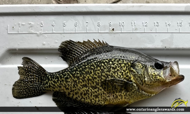 15" Black Crappie caught on Lake St. Clair