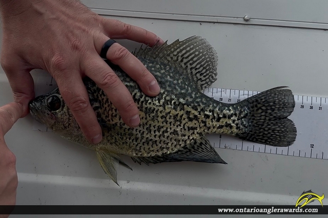 11.25" Black Crappie caught on Rondeau Bay