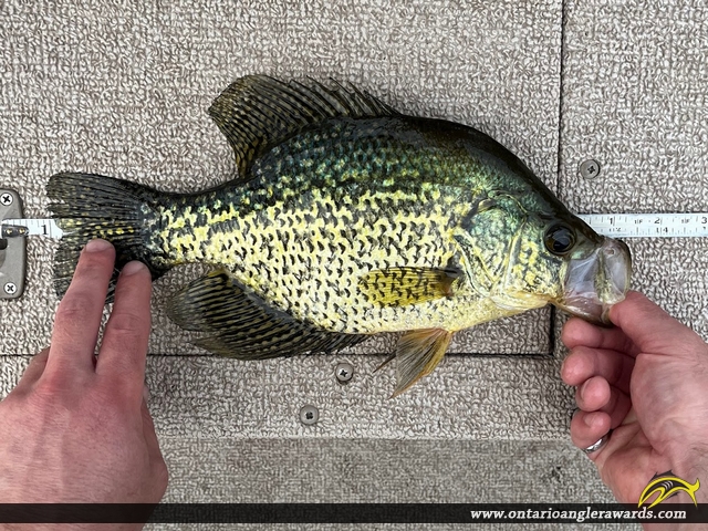 12.00" Black Crappie caught on Middle Lake