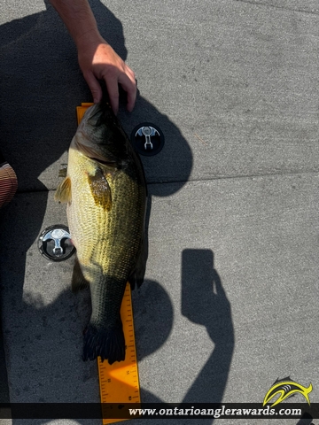 21.5" Largemouth Bass caught on Bay of Quinte 