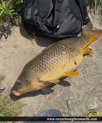 32" Carp caught on Don River