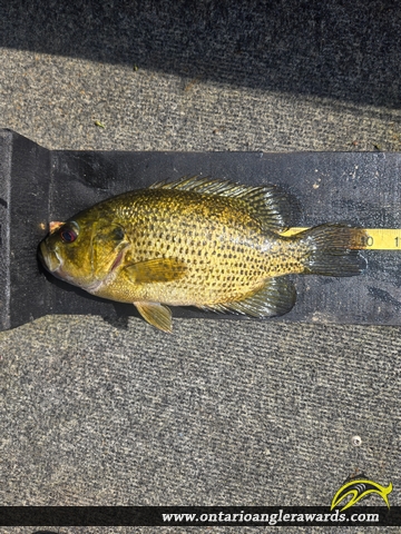 10.25" Rock Bass caught on Silver lake
