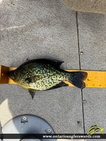 12" Black Crappie caught on Lake Centennial