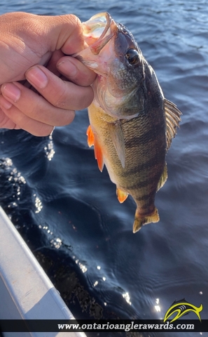 12" Yellow Perch caught on Lake Jean 