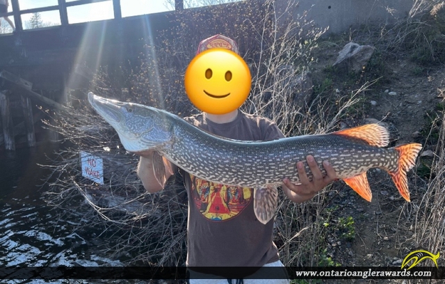 37" Northern Pike caught on The Lagoon
