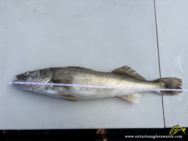 28" Walleye caught on Grand River