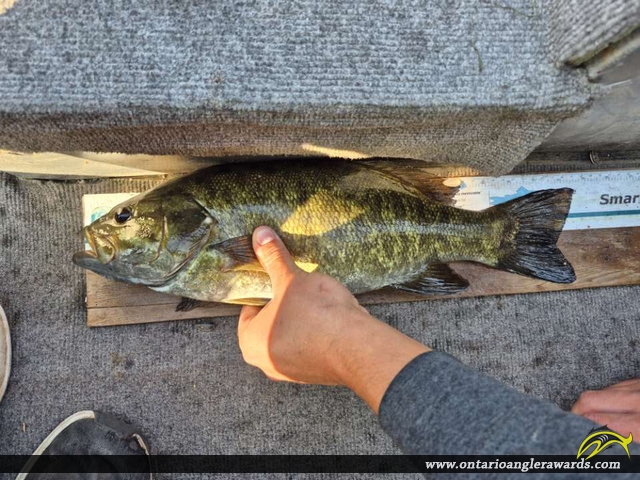 18.5" Smallmouth Bass caught on Shoal Lake