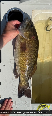 18.25" Smallmouth Bass caught on Winnipeg River