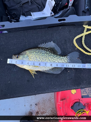 13.76" Black Crappie caught on White Lake 