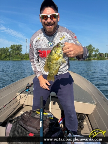 10" Rock Bass caught on Roblin Lake