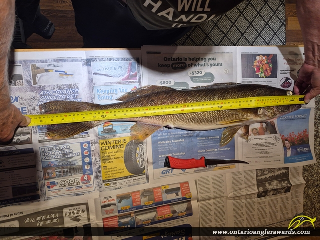 30" Walleye caught on Conestogo Lake