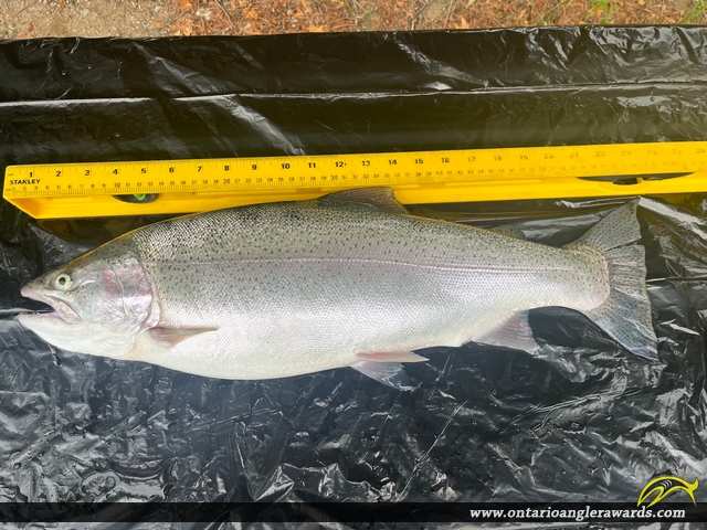 23" Rainbow Trout caught on Manitowaning Bay