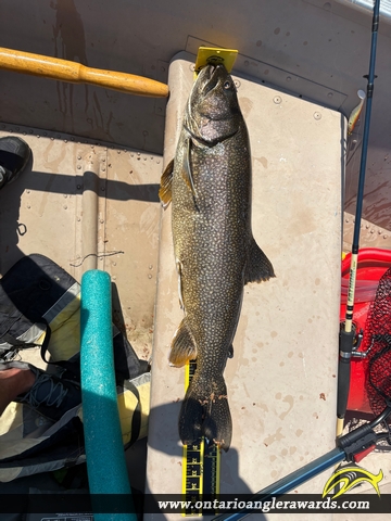 31" Lake Trout caught on Lake Muskoka 