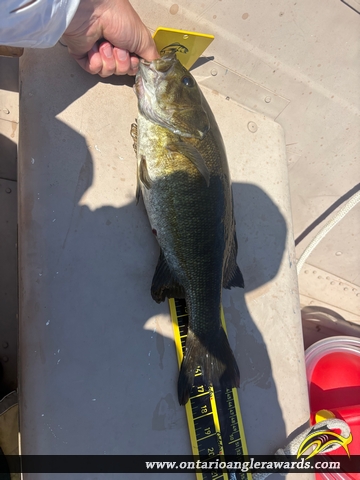 17" Smallmouth Bass caught on Lake Muskoka 