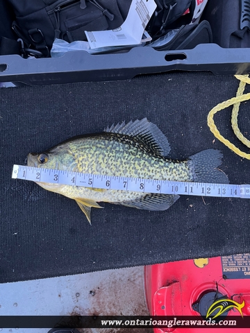 13.5" Black Crappie caught on White Lake