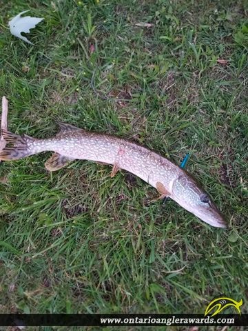31" Northern Pike caught on PVP LAKE