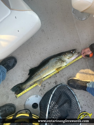 32" Walleye caught on Hobon Lake