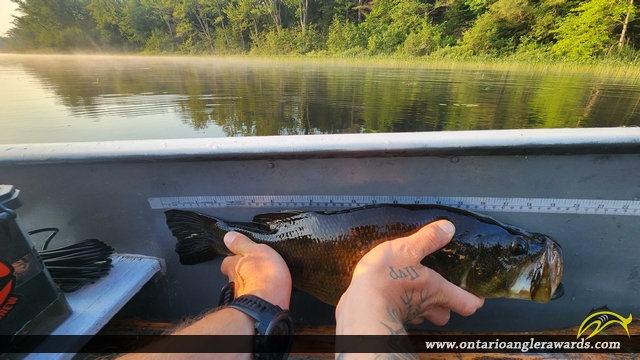 19" Largemouth Bass caught on Corey lake