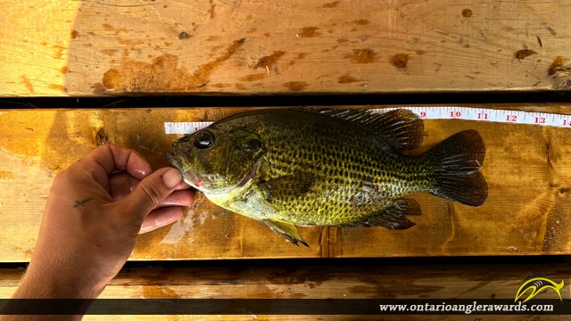 11" Rock Bass caught on Charleston Lake 