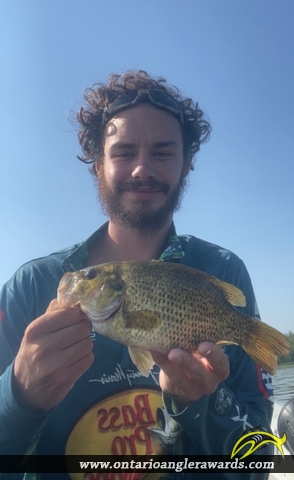 10.25" Rock Bass caught on Little Lake 