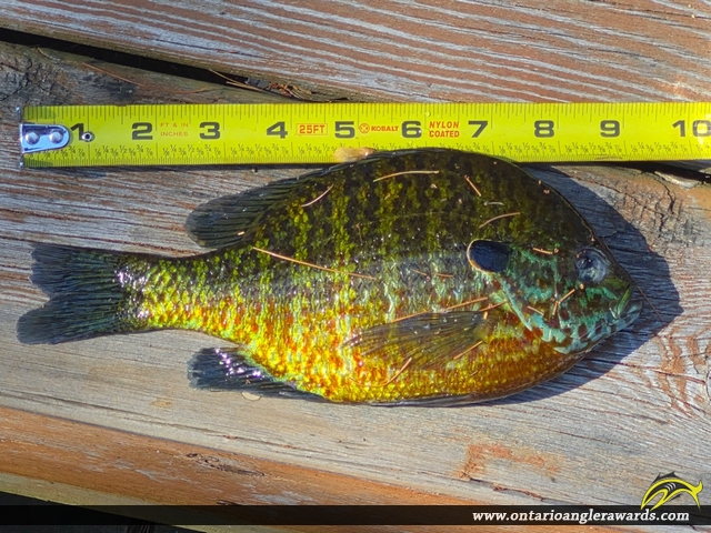 9" Pumpkinseed caught on Hurds Lake 