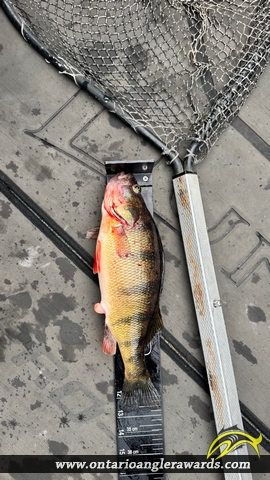 12.875" Yellow Perch caught on Lake of the Woods