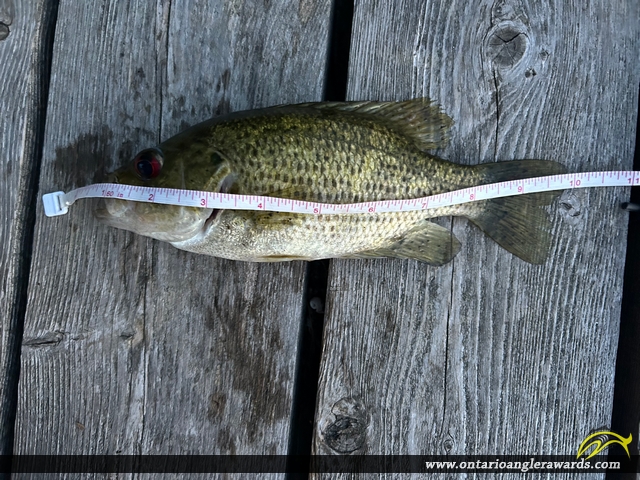 10" Rock Bass caught on Mephisto Lake