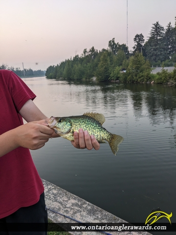 11" Black Crappie caught on Trent canal 