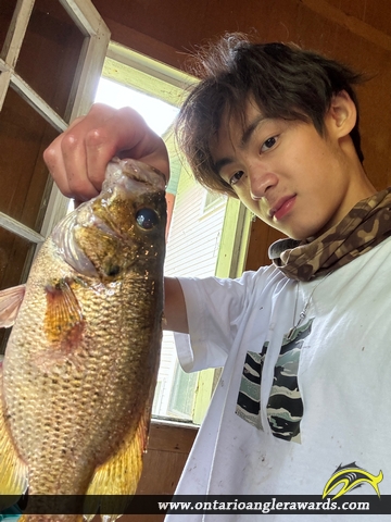 10.5" Rock Bass caught on Buck Lake