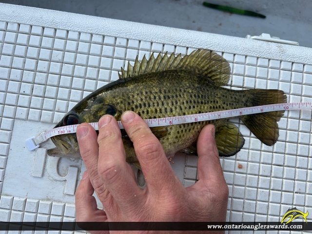 10" Rock Bass caught on Mephisto Lake