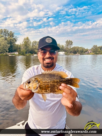 10.5" Rock Bass caught on Trent River