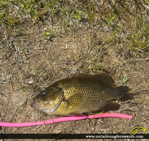 11.5" Rock Bass caught on Fosters Lake