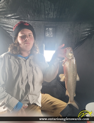 22.75" Whitefish caught on Lake simcoe