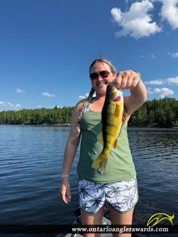 13" Yellow Perch caught on French River