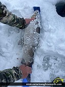 27.25" Whitefish caught on Lake Simcoe