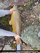 35.5" Carp caught on Dog Lake