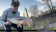 28" Whitefish caught on Bay of Quinte