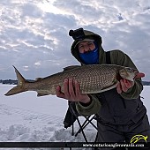 25.5" Whitefish caught on Lake Simcoe