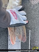 44.25" Muskie caught on Lake St. Clair
