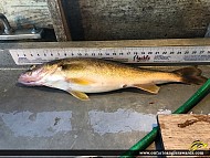 27.25" Walleye caught on Whitefish Lake