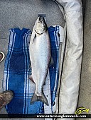 36.25" Chinook Salmon caught on Lake Ontario