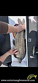 27.25" Whitefish caught on Lake of the Woods